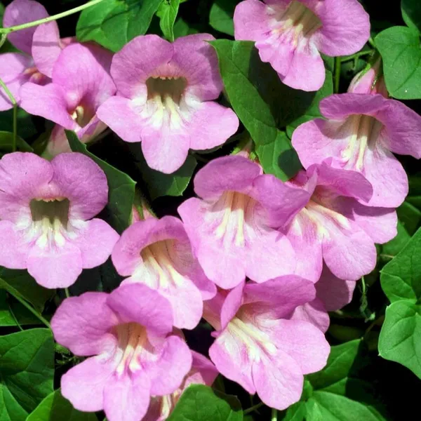 Garlic_Vine_Plant