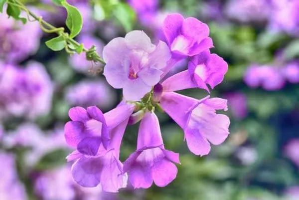 Garlic_Vine_Plant