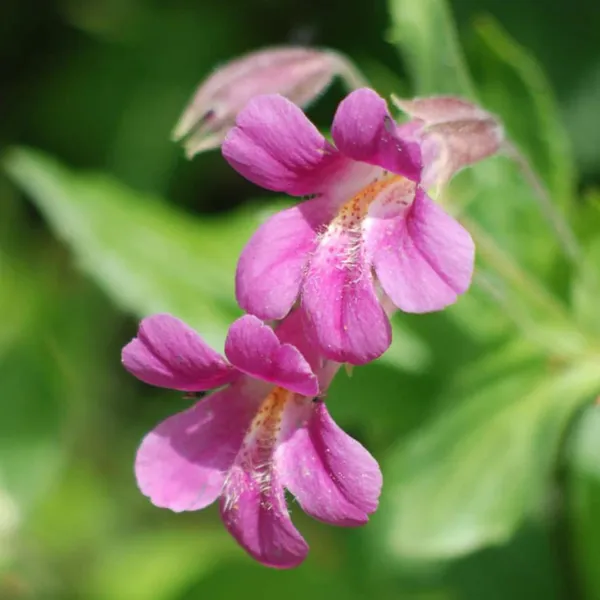 Garlic_Vine_Plant