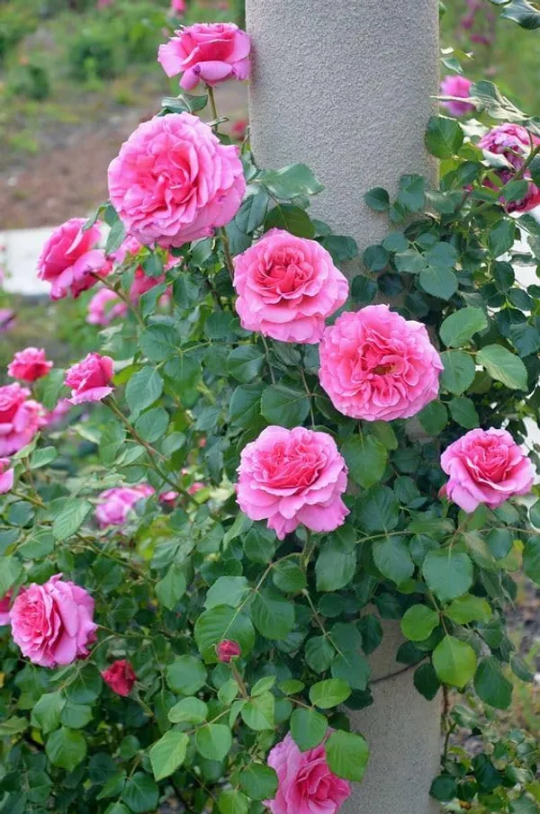 Climbing_Rose_Plant
