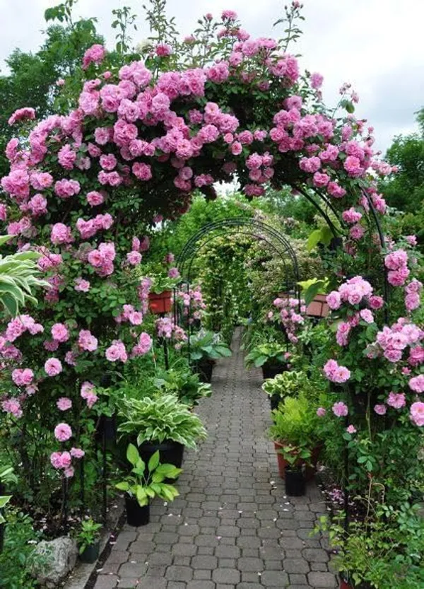 Climbing_Rose_Plant