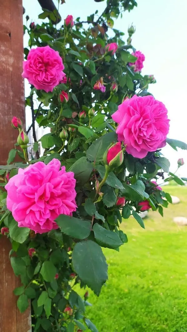 Climbing_Rose_Plant