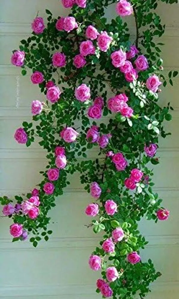Climbing_Rose_Plant