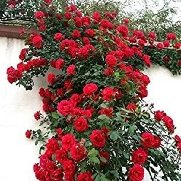 Climbing_Rose_Plant_Seeds
