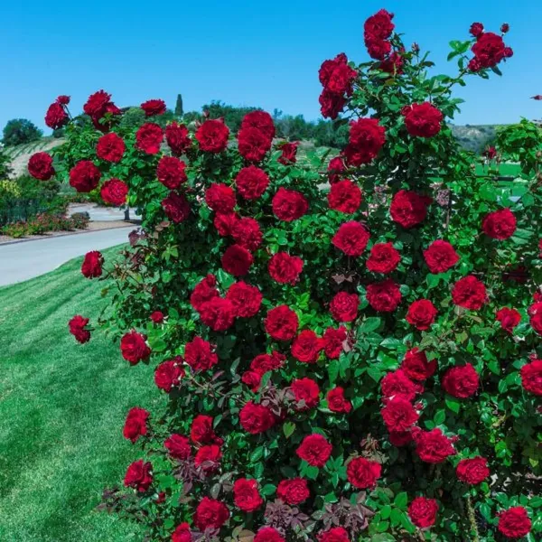 Climbing_Rose_Plant_Seeds