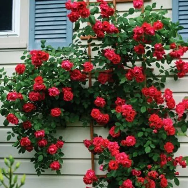 Climbing_Rose_Plant_Seeds