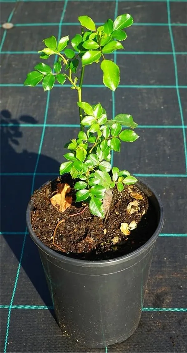 Climbing_Rose_Plant_Seeds