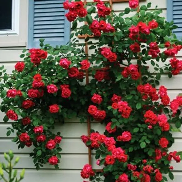 Climbing_Rose_Plant_Seeds