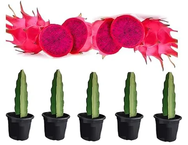 Dragon_Fruit_Plant_Cutting