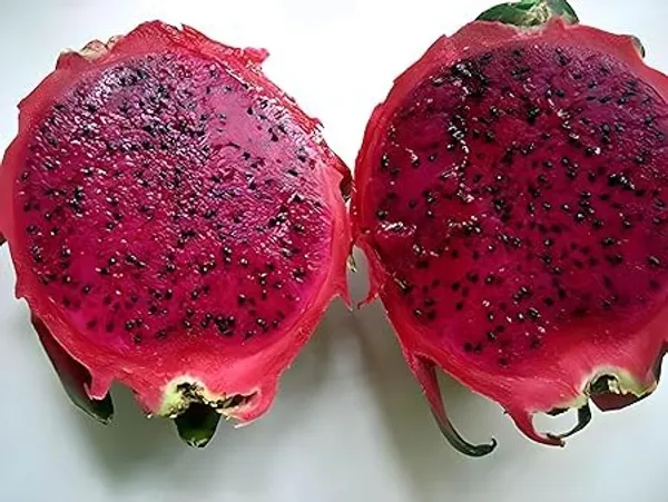 Dragon_Fruit_Plant_Cutting