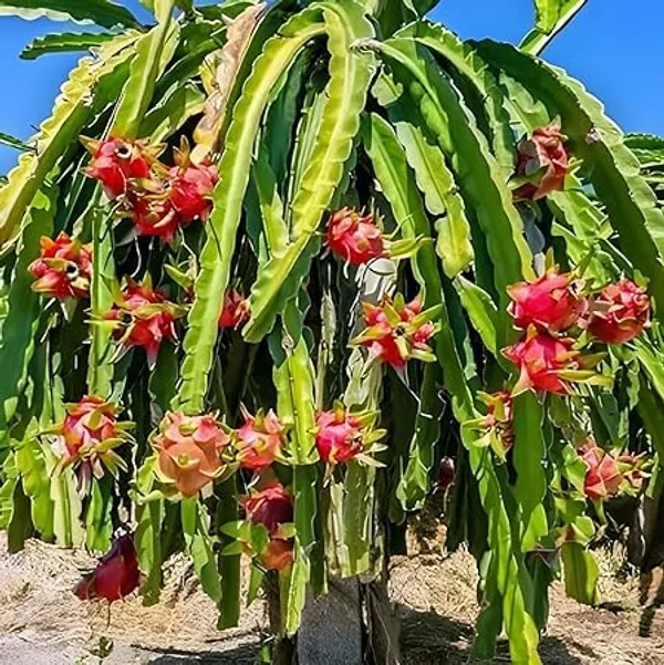 Dragon_Fruit_Plant_Cutting