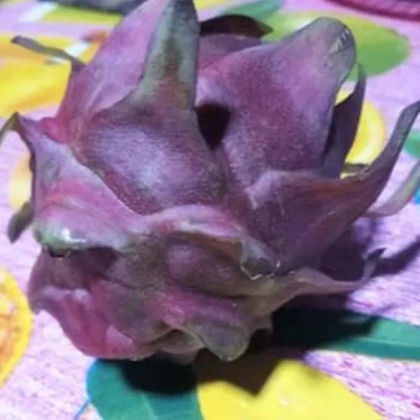 Dragon_Fruit_Plant