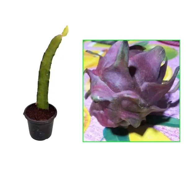Dragon_Fruit_Plant