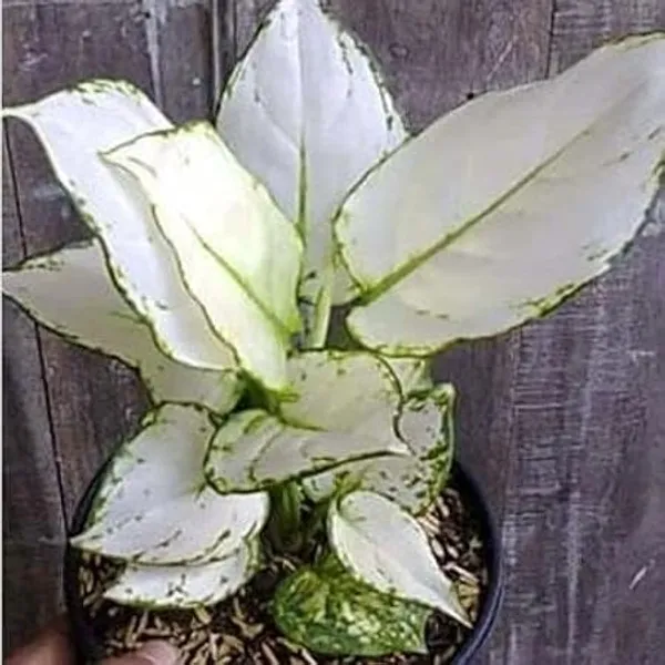 Aglaonema_Indoor_Plant