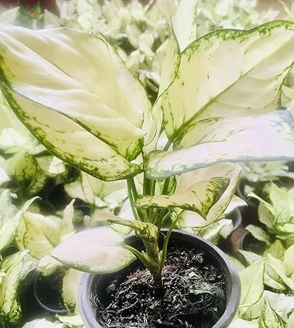 Aglaonema_Indoor_Plant