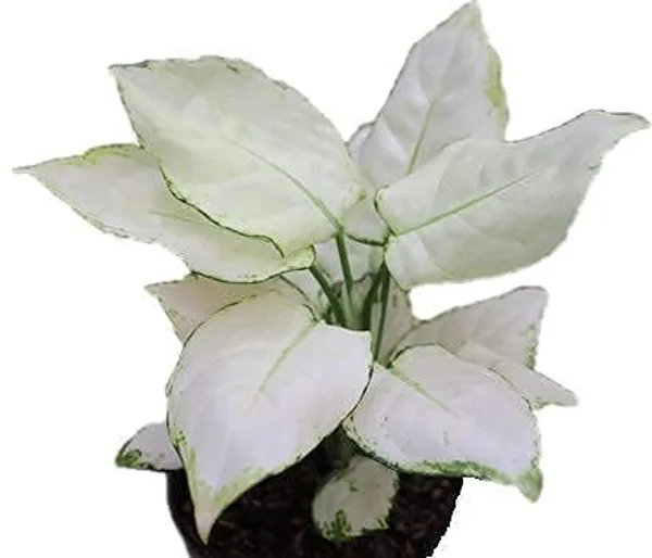 Aglaonema_Indoor_Plant
