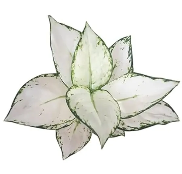 Aglaonema_Indoor_Plant