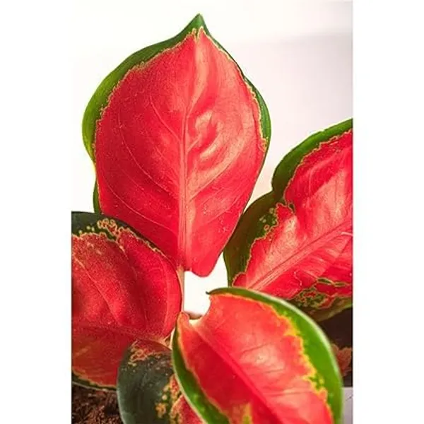 Aglaonema_Indoor_Plant
