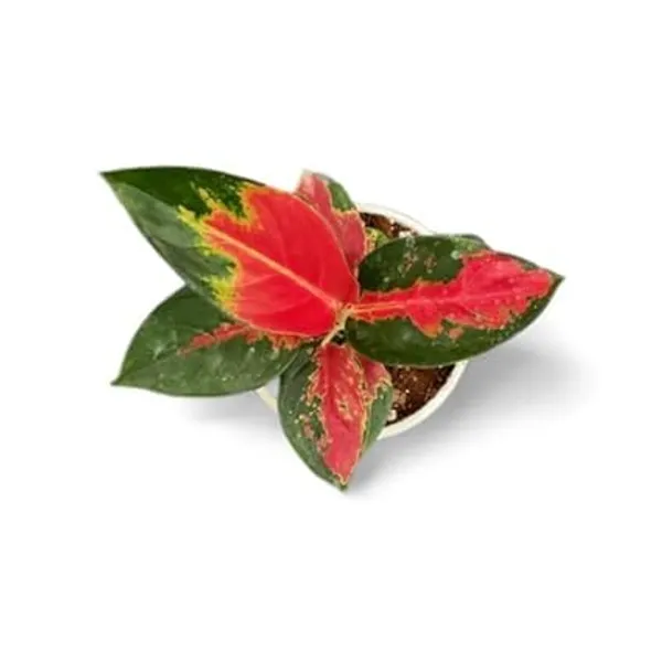 Aglaonema_Indoor_Plant
