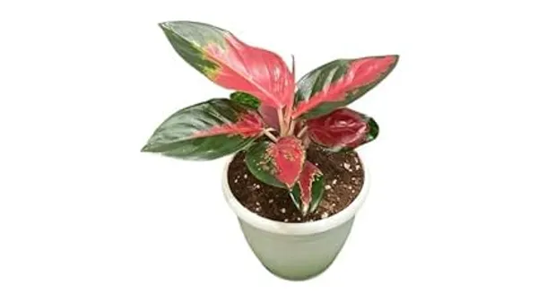 Aglaonema_Indoor_Plant