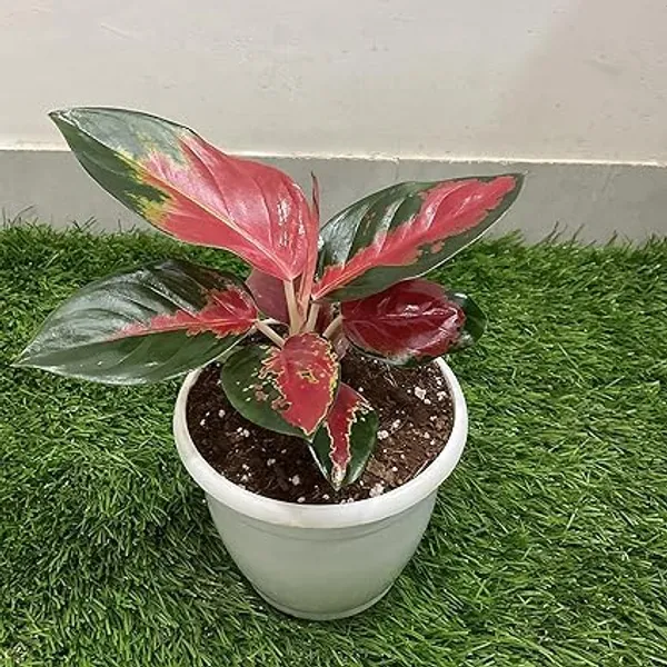 Aglaonema_Indoor_Plant