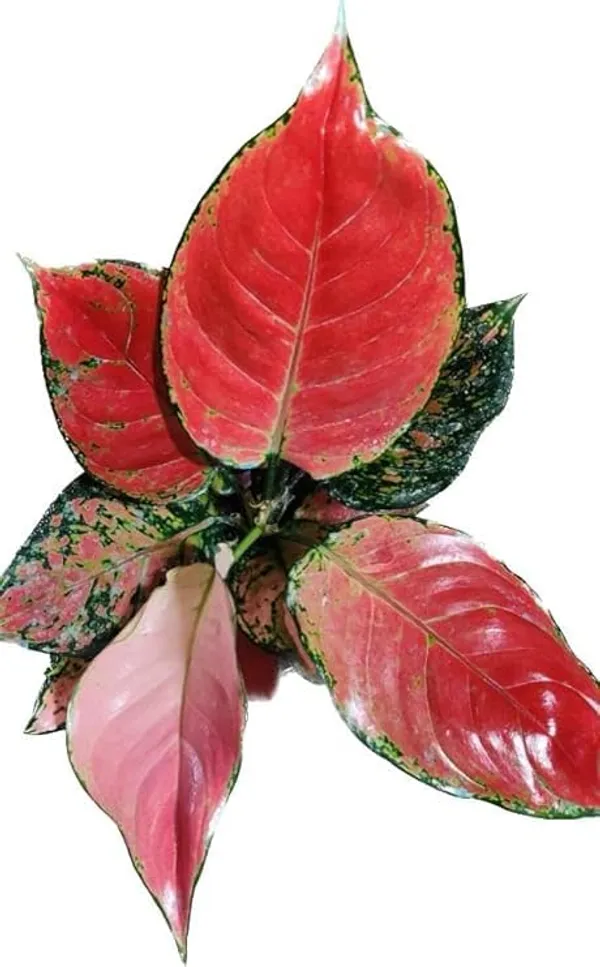 Aglaonema_Indoor_Plant