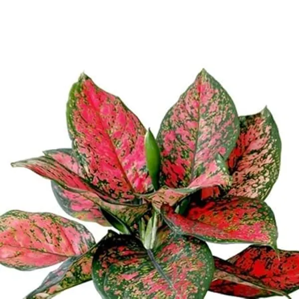 Aglaonema_Indoor_Plant