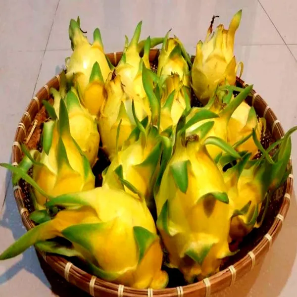 Dragon_Fruit_Plant