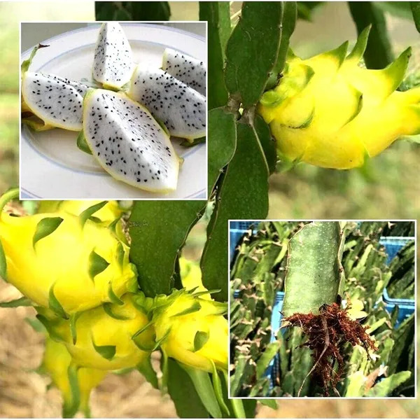 Dragon_Fruit_Plant