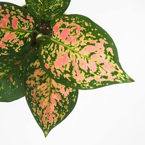 Aglaonema_Indoor_Plant