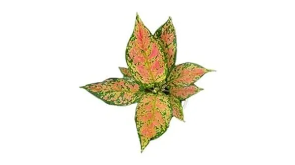 Aglaonema_Indoor_Plant