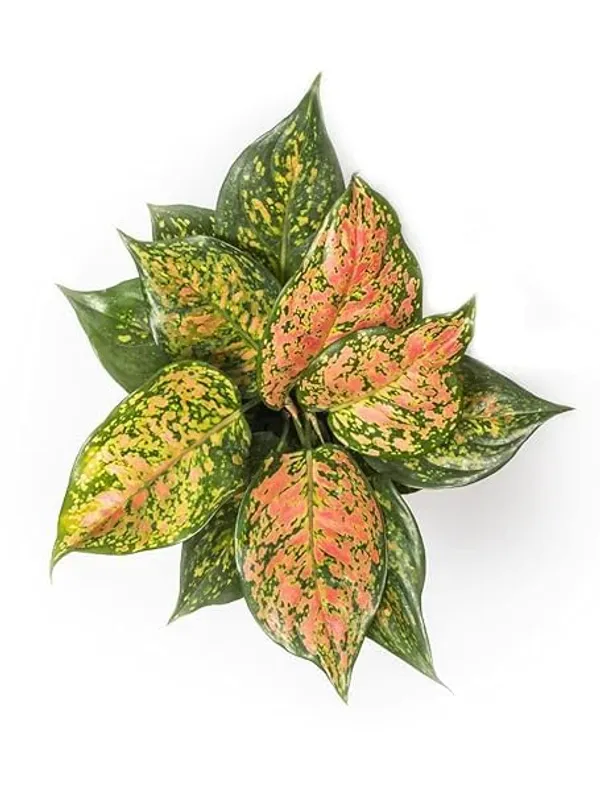 Aglaonema_Indoor_Plant