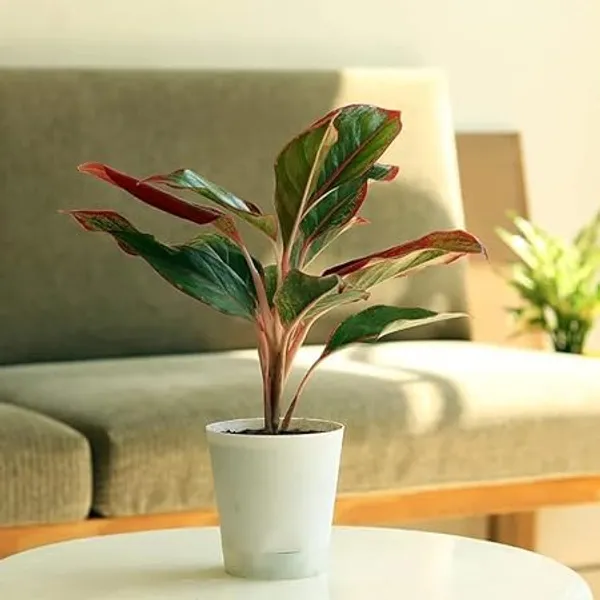 Aglaonema_Indoor_Plant