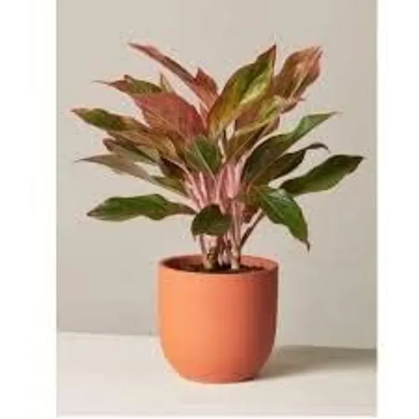 Aglaonema_Indoor_Plant