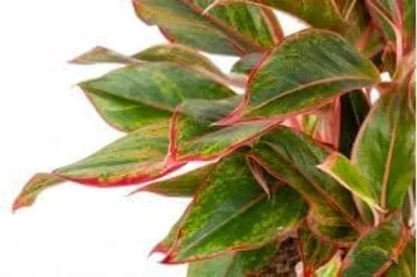Aglaonema_Indoor_Plant