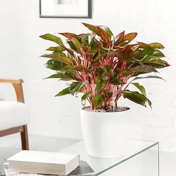 Aglaonema_Indoor_Plant