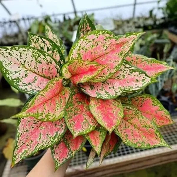 Aglaonema_Indoor_Plant