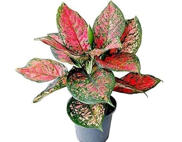 Aglaonema_Indoor_Plant