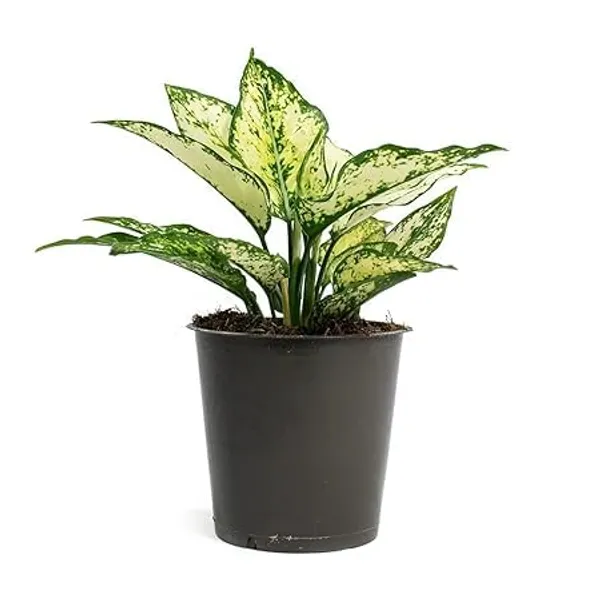 Aglaonema_Indoor_Plant