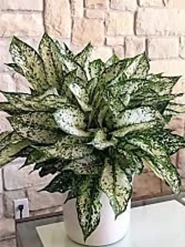 Aglaonema_Indoor_Plant