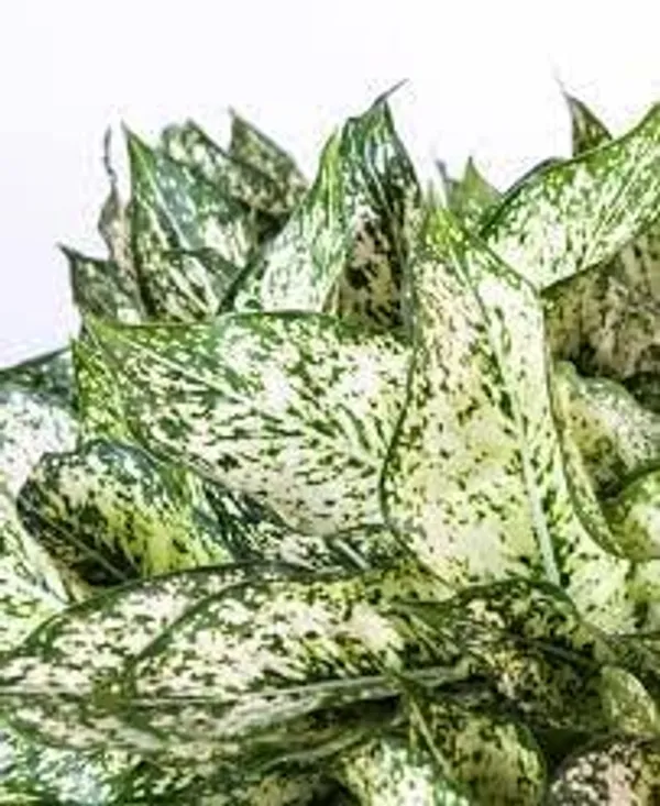 Aglaonema_Indoor_Plant