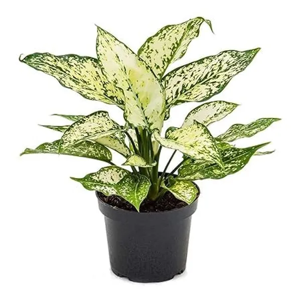 Aglaonema_Indoor_Plant