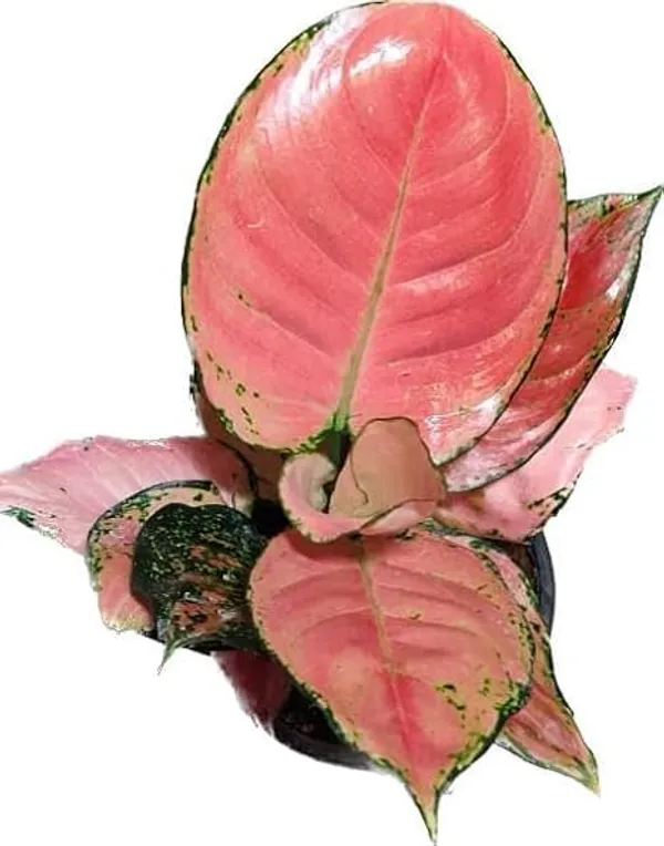Aglaonema_Indoor_Plant