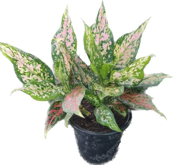 Aglaonema_Indoor_Plant