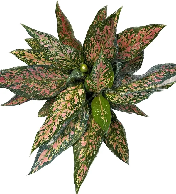 Aglaonema_Indoor_Plant