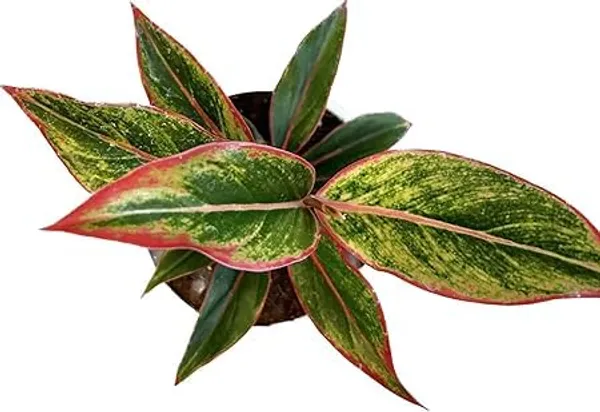 Aglaonema_Indoor_Plant