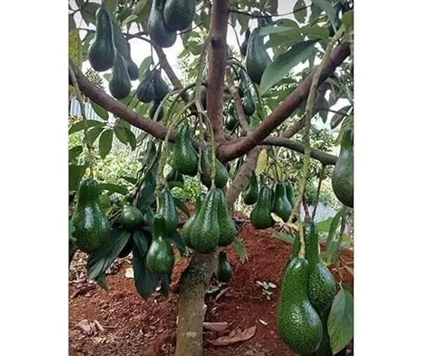 Grafted_Avocado_Fruit_Tree