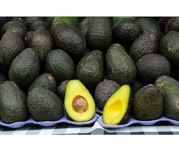 Grafted_Avocado_Fruit_Tree