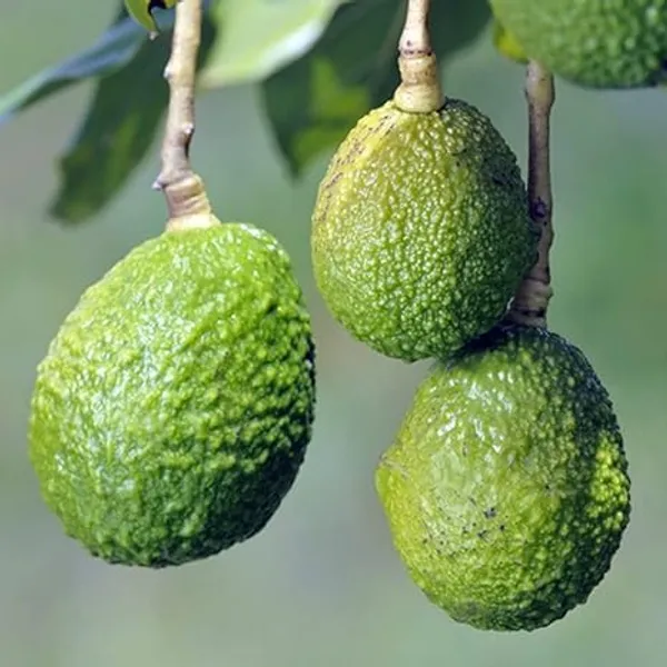 Grafted_Avocado_Fruit_Tree