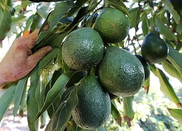 Grafted_Avocado_Fruit_Tree
